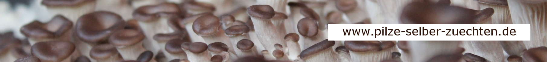 Pilze selber züchten